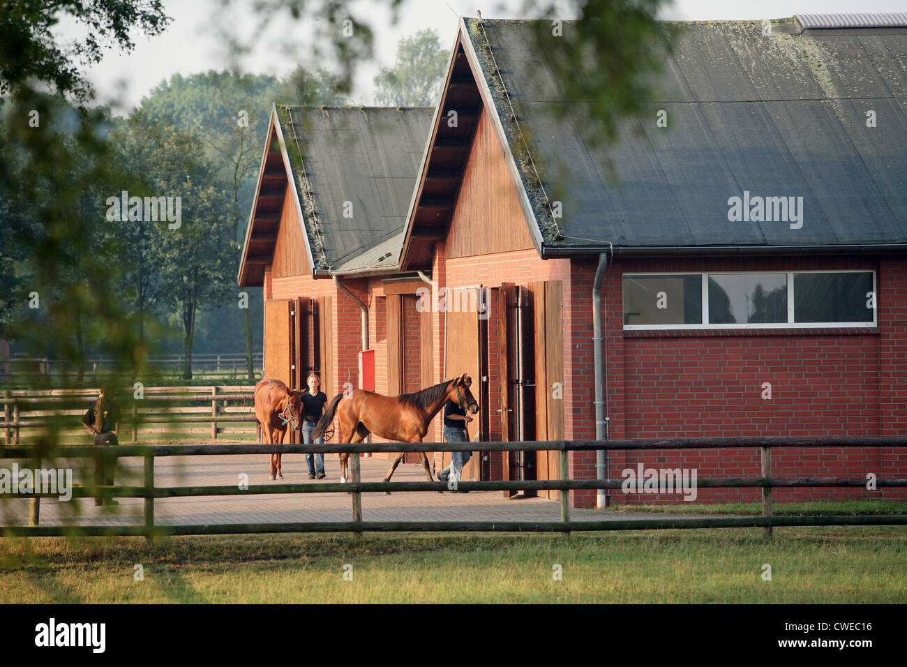 Sottrumer-Fährhof, Pferde in den Stall geführt werden Stockfoto