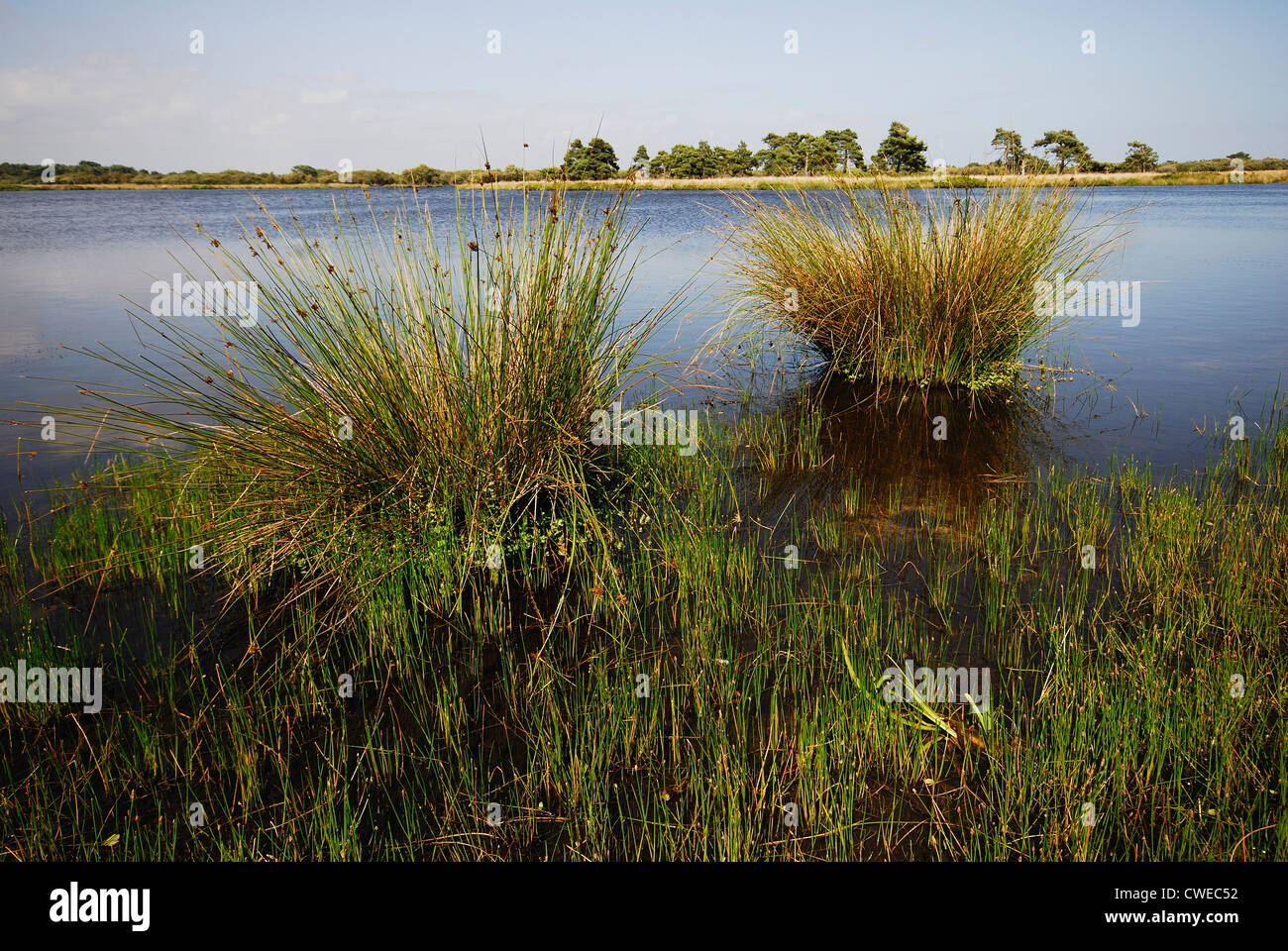 Ein Blick auf kleine Meer, Studland Heide Dorset UK Stockfoto