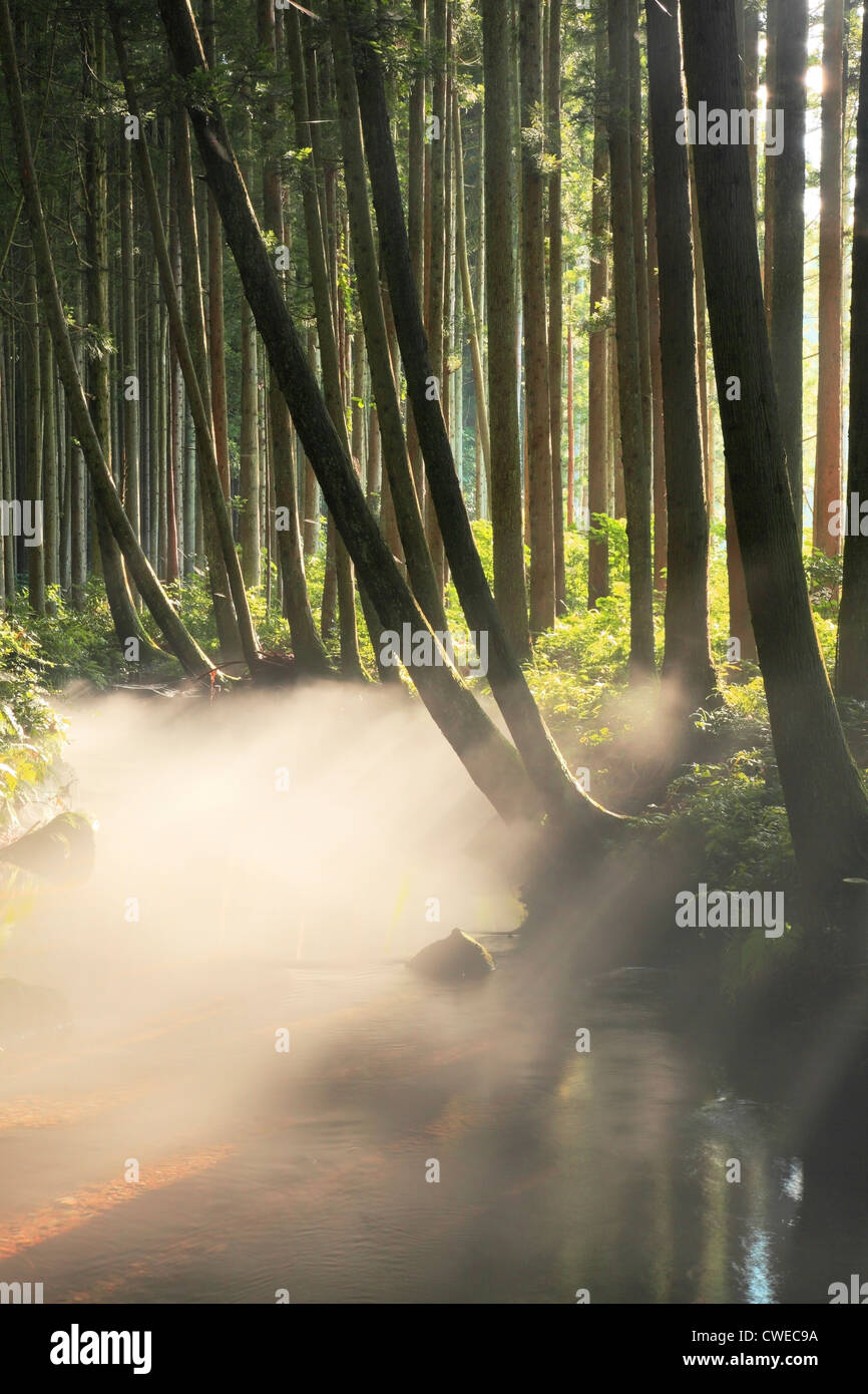 In Wäldern, hinterleuchtete aufsteigenden Nebel Stockfoto