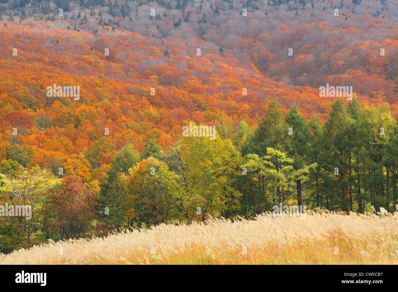 Herbstliche Bäume Stockfoto