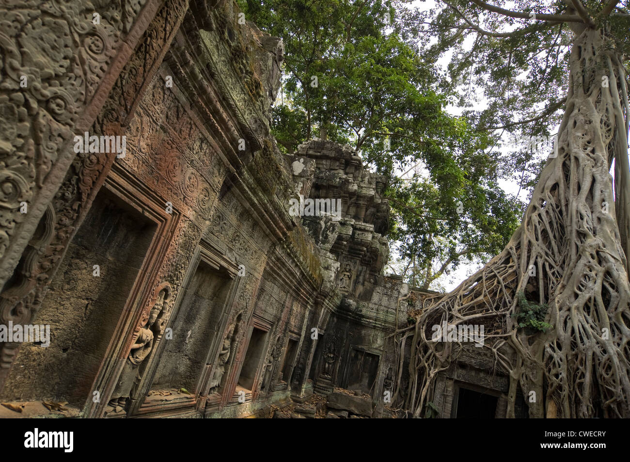 Horizontale Ansicht der geschnitzten Galerie Wand beim Ta Prohm oder der Tomb Raider-Tempel mit einem Baum wachsen über den Rand in Angkor Thom Stockfoto