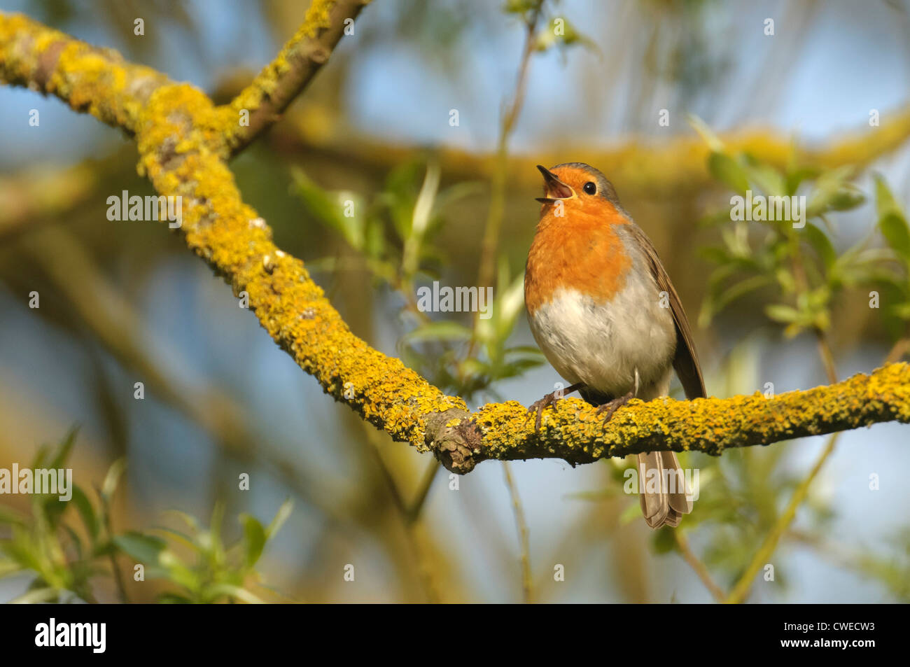 Rotkehlchen (Erithacus Rubecula) Erwachsene im Lied im Frühjahr. Cambridgeshire. Mai. Stockfoto