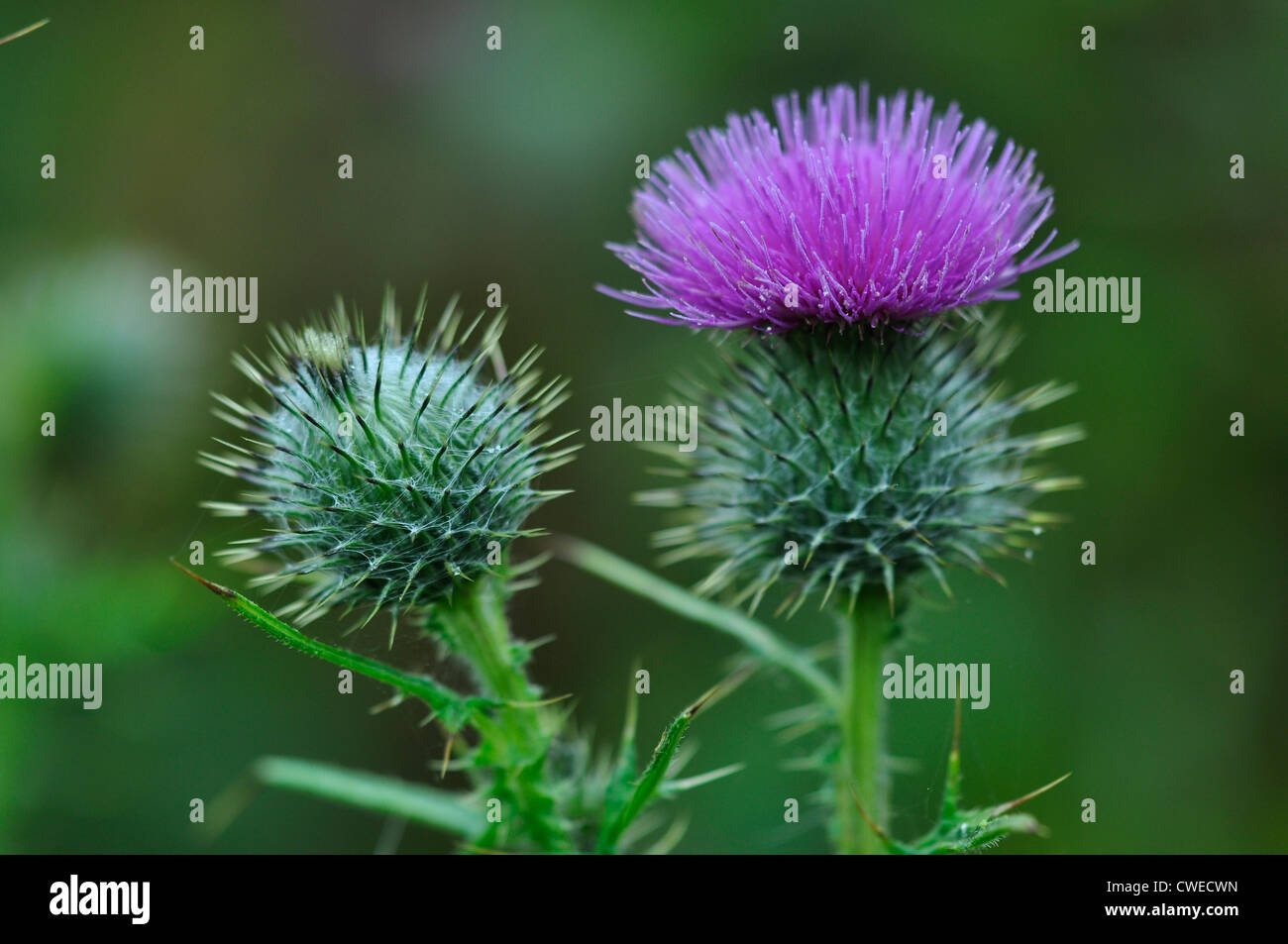 Die Blüte von einem Kratzdistel UK Stockfoto