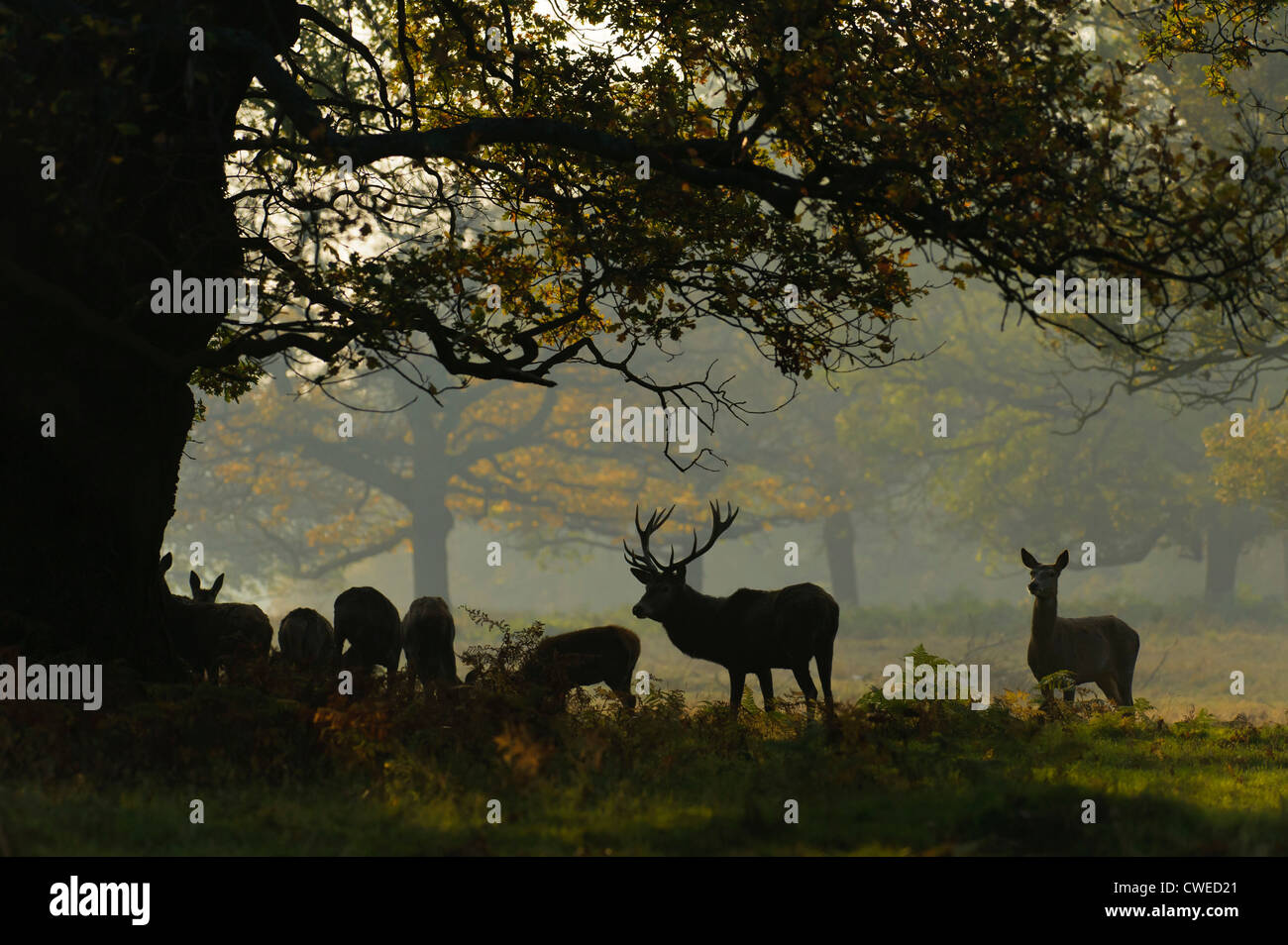 Rothirsch (Cervus Elephas) Hirsch und Hirschkühe im Herbst im Richmond Park in Surrey. November. Stockfoto