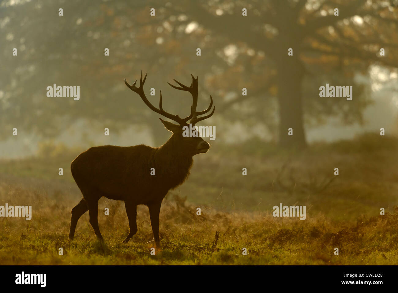 Rothirsch (Cervus Elephas) Hirsch und Hirschkühe im Herbst im Richmond Park in Surrey. November. Stockfoto