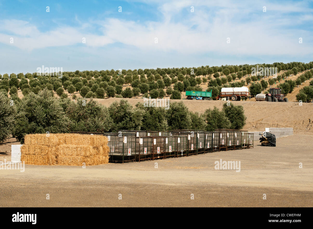 Olive-Plantage. Traktoren und Maschinen Stockfoto