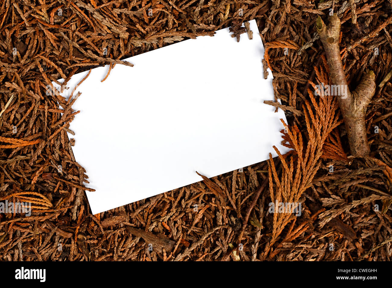 Rustikale Kiefer Wald Bodenrahmen, gute Grenze für den Landschaftsbau, Protokollierung, Zimmerei, Forstwirtschaft oder Wald-Management. Stockfoto