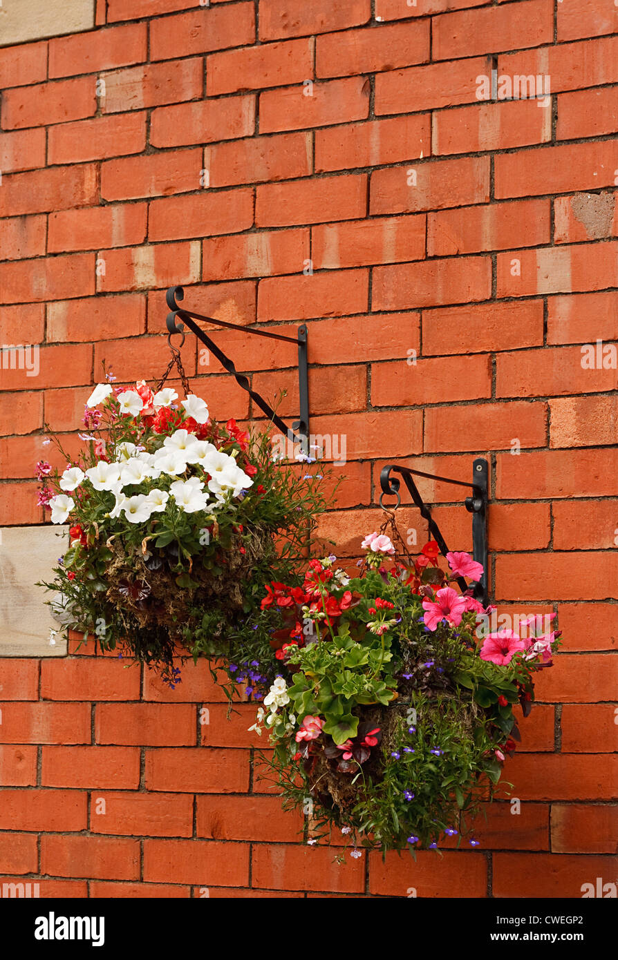 Hängende Körbe Überlauf mit Blumen auf einem traditionellen roten Backsteinmauer in Klammern Stockfoto