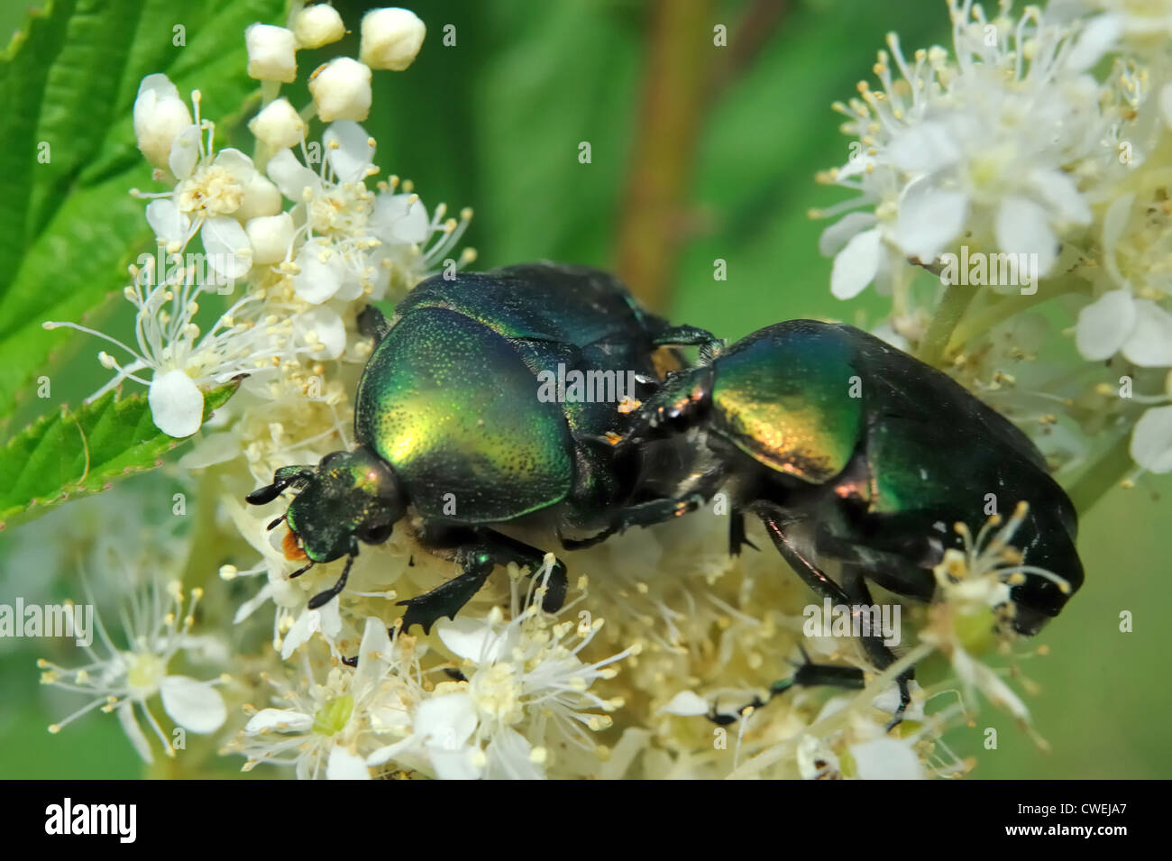 Rose Chafer (Cetonia Aurata) auf Blüten des Mädesüß (Filipendula Ulmaria) Stockfoto