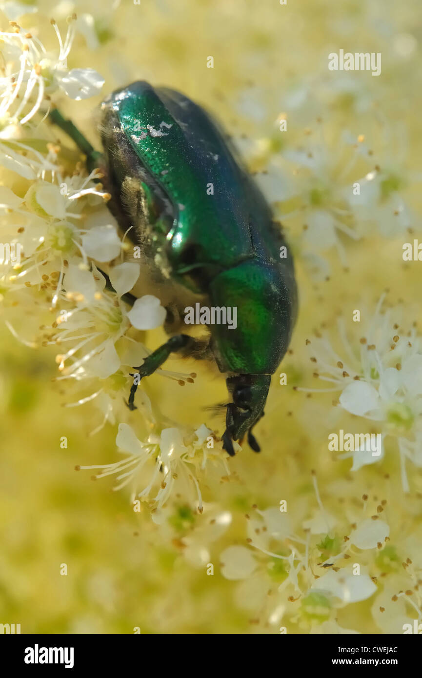 Rose Chafer (Cetonia Aurata) auf Blüten des Mädesüß (Filipendula Ulmaria) Stockfoto