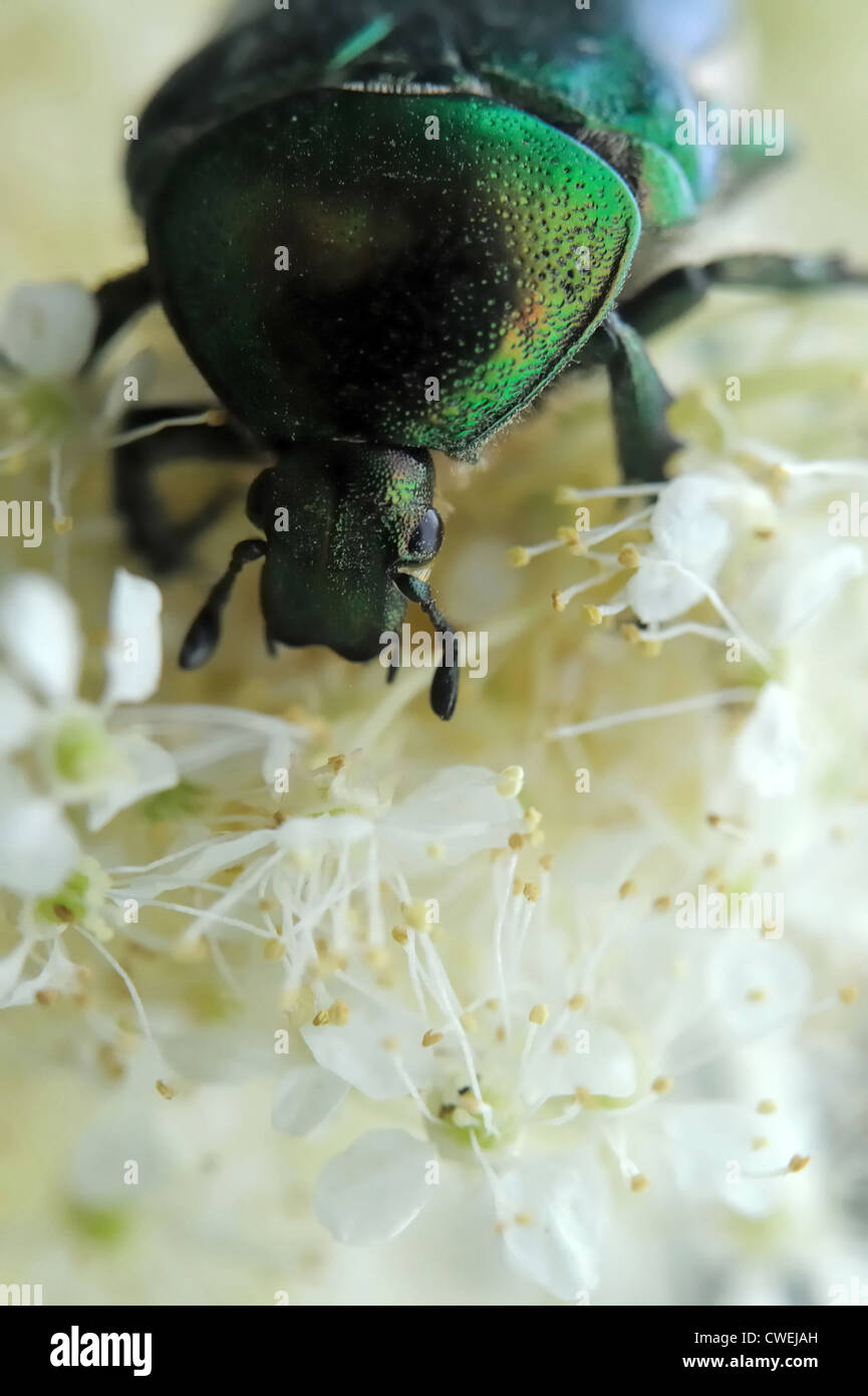 Rose Chafer (Cetonia Aurata) auf Blüten des Mädesüß (Filipendula Ulmaria) Stockfoto