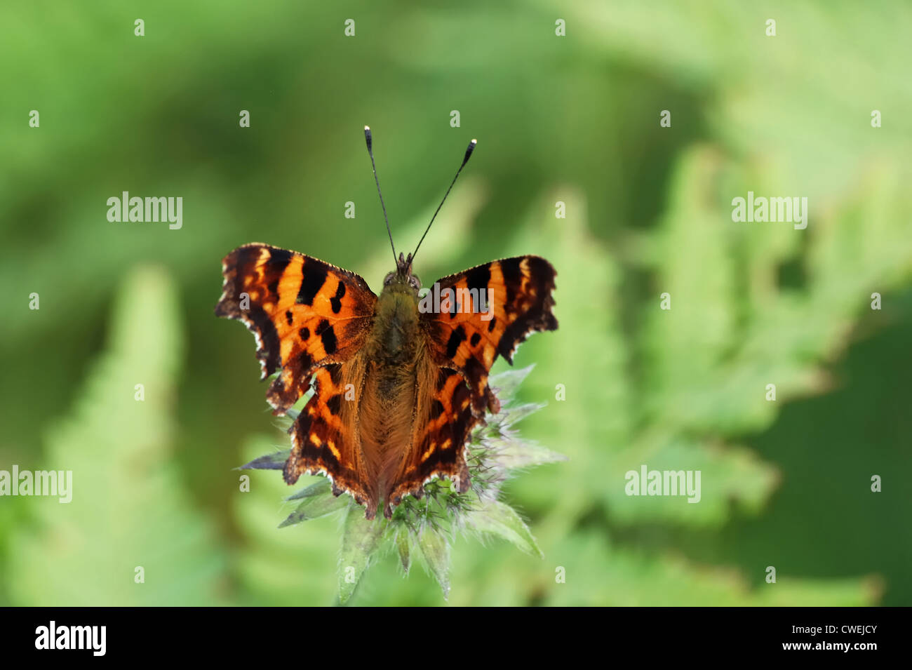 Komma Schmetterling (Polygonia c-Album) Stockfoto