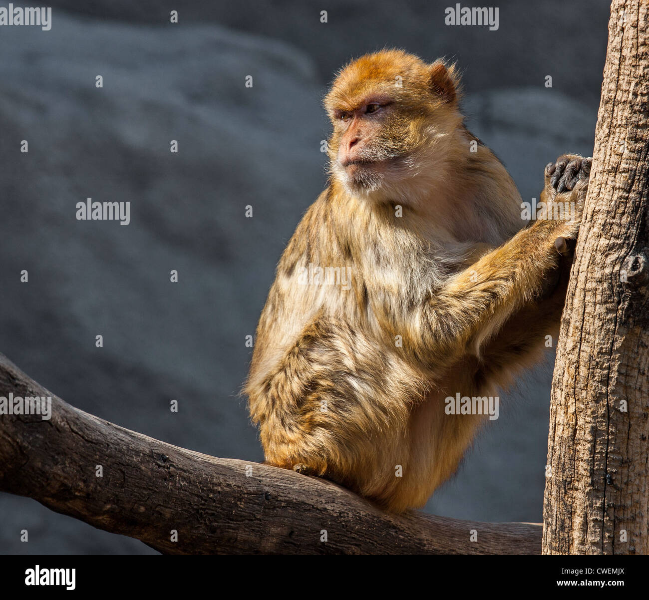 Makake sitzt, schaut zurück. Stockfoto