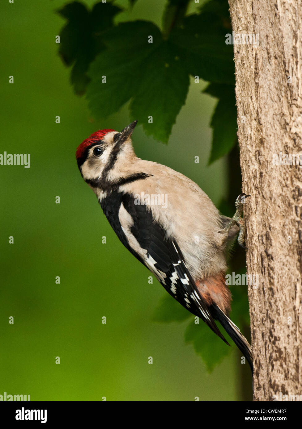 Juvenile Buntspecht Stockfoto