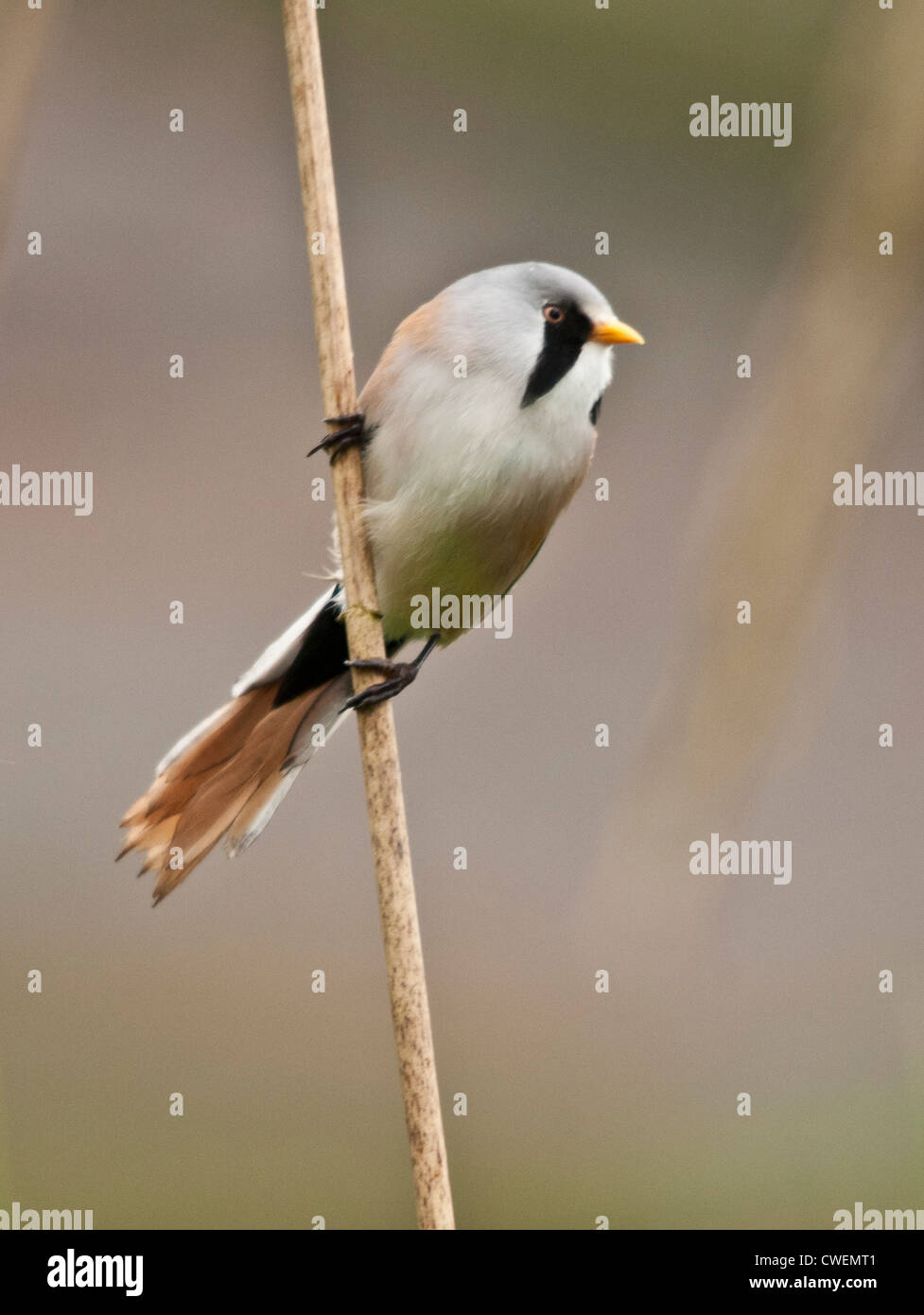 Männliche bärtigen Tit auf ein Rohr Stockfoto