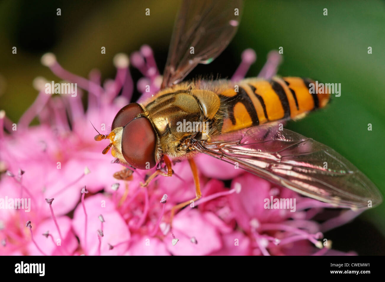 Eine männliche Episyrphus Balteatus Hoverfly Fütterung auf eine Spiraea Blume. Stockfoto