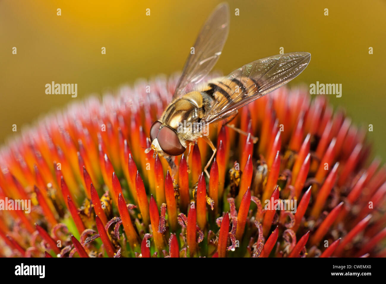 Eine männliche Episyrphus Balteatus Hoverfly Fütterung an einen Sonnenhut-Blüte. Stockfoto