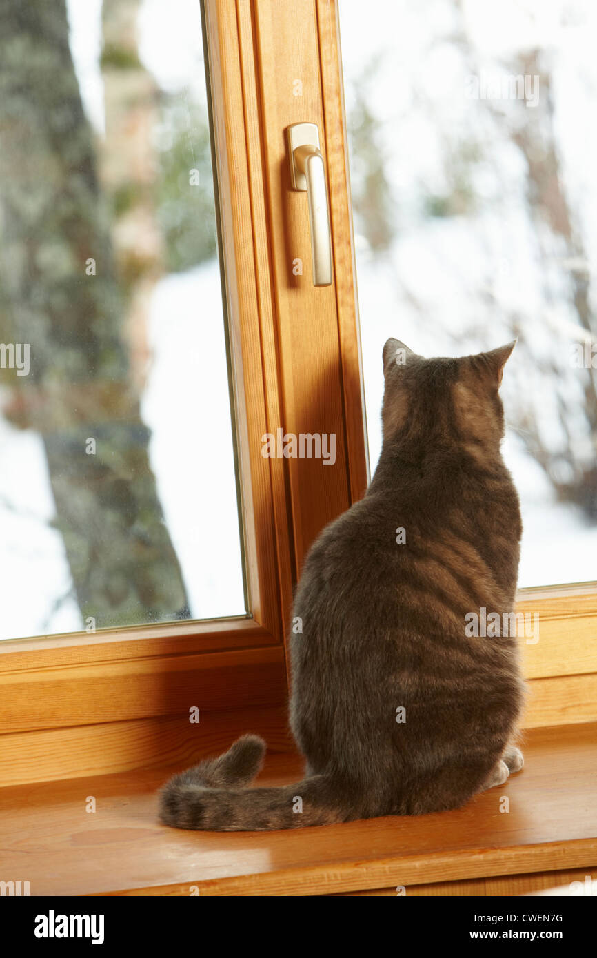 Katze sitzt auf Fenstersims verschneiten betrachten Stockfoto