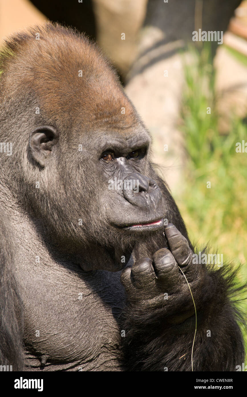 Silberne Rückseite Gorilla im Zoo von Calgary Stockfoto