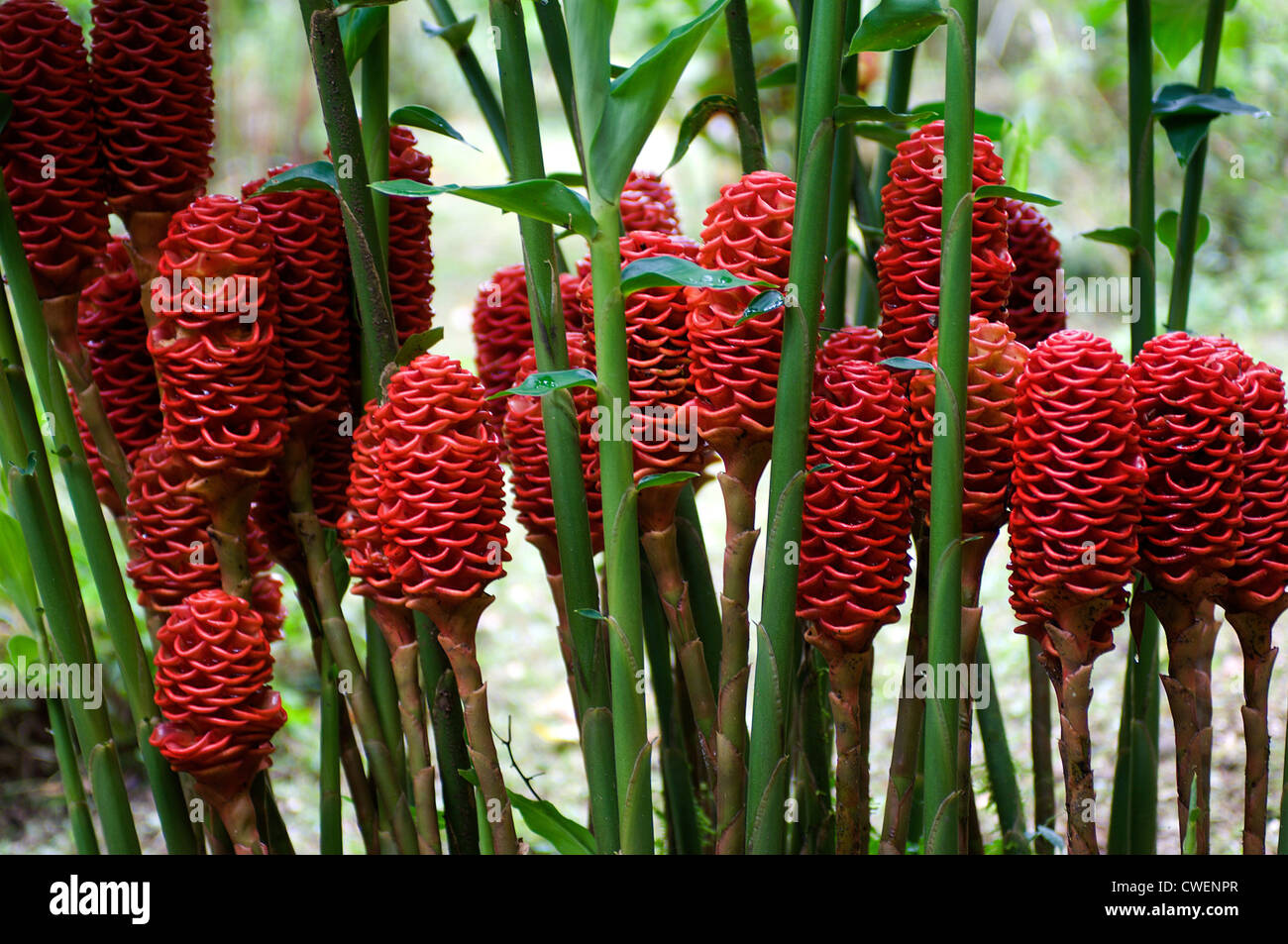 Costa Rica ist reich an exotischen tropischen Blumen und Pflanzen. Dies ist  eine Bromelie Stockfotografie - Alamy