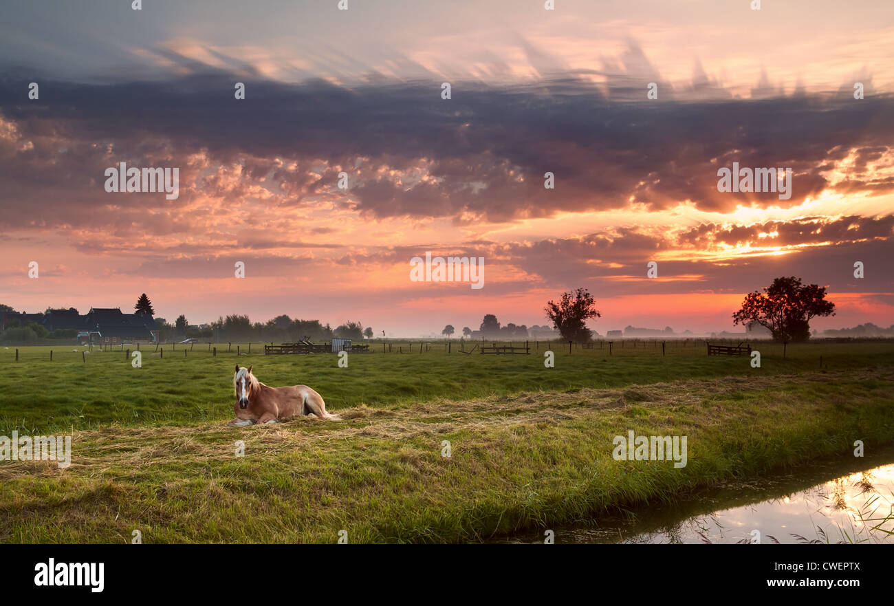 Pferd auf der Weide in der Nähe Fluss bei Sonnenaufgang entspannt Stockfoto