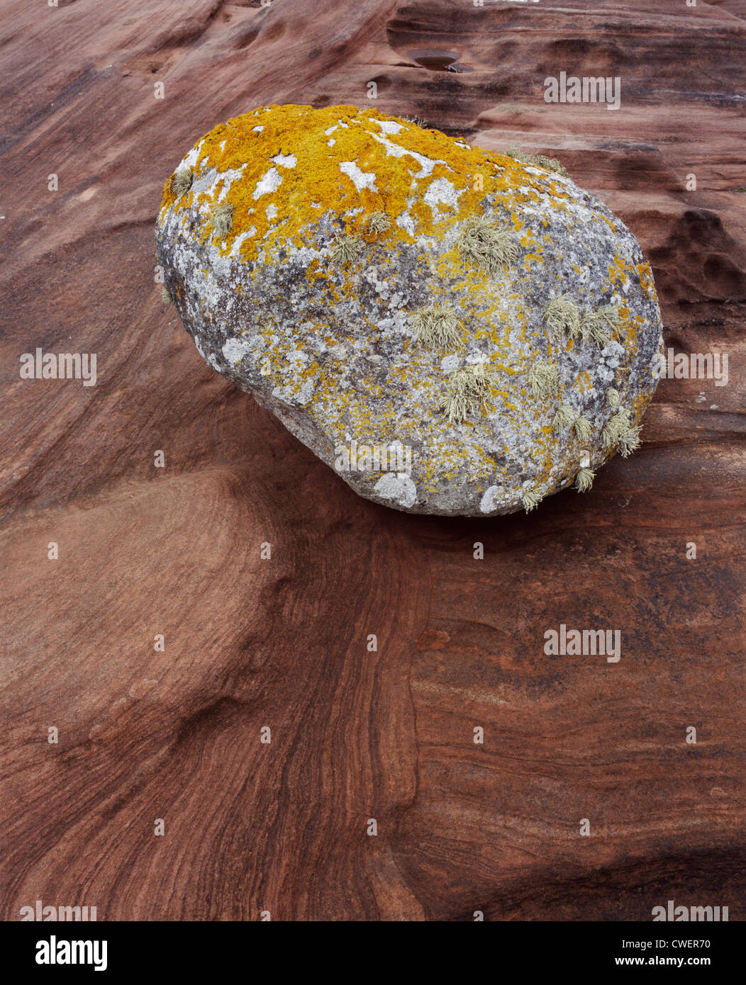 Foliose Flechten bedeckt eiszeitlichen Findling auf Sandstein am Piraten Bucht, Merkland Punkt, Isle of Arran, Schottland Stockfoto