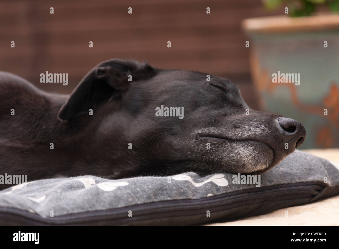 Ein Hund schläft auf einem Korb in den Garten. Stockfoto