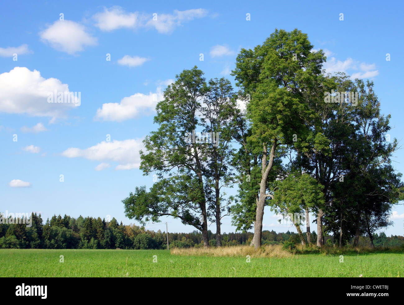 Landschaft mit einem Baum und Himmel Stockfoto