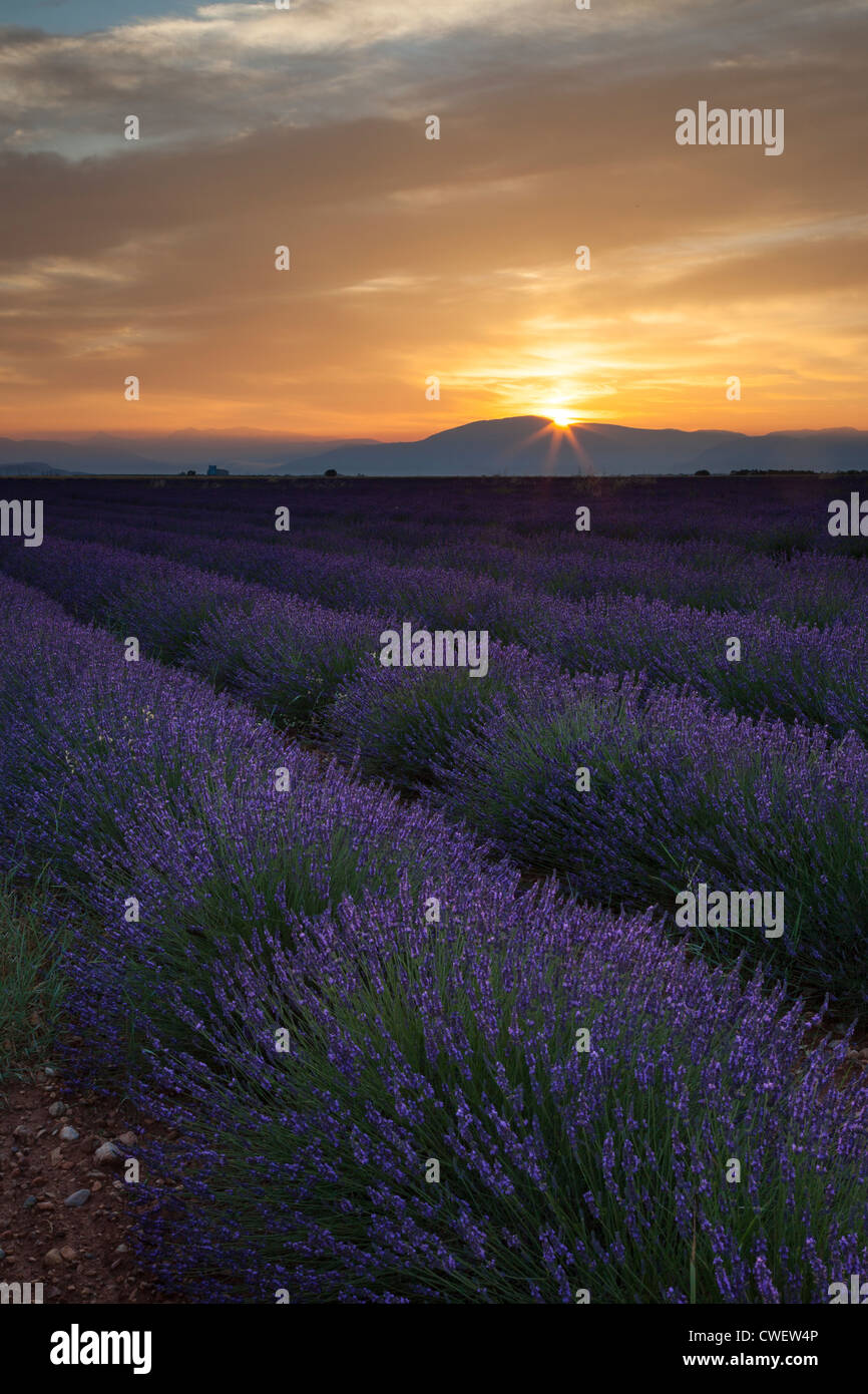 Lavendel-Feld nur vor Sonnenaufgang in der Nähe von Valensole, Alpes de Haute Provence Frankreich Stockfoto