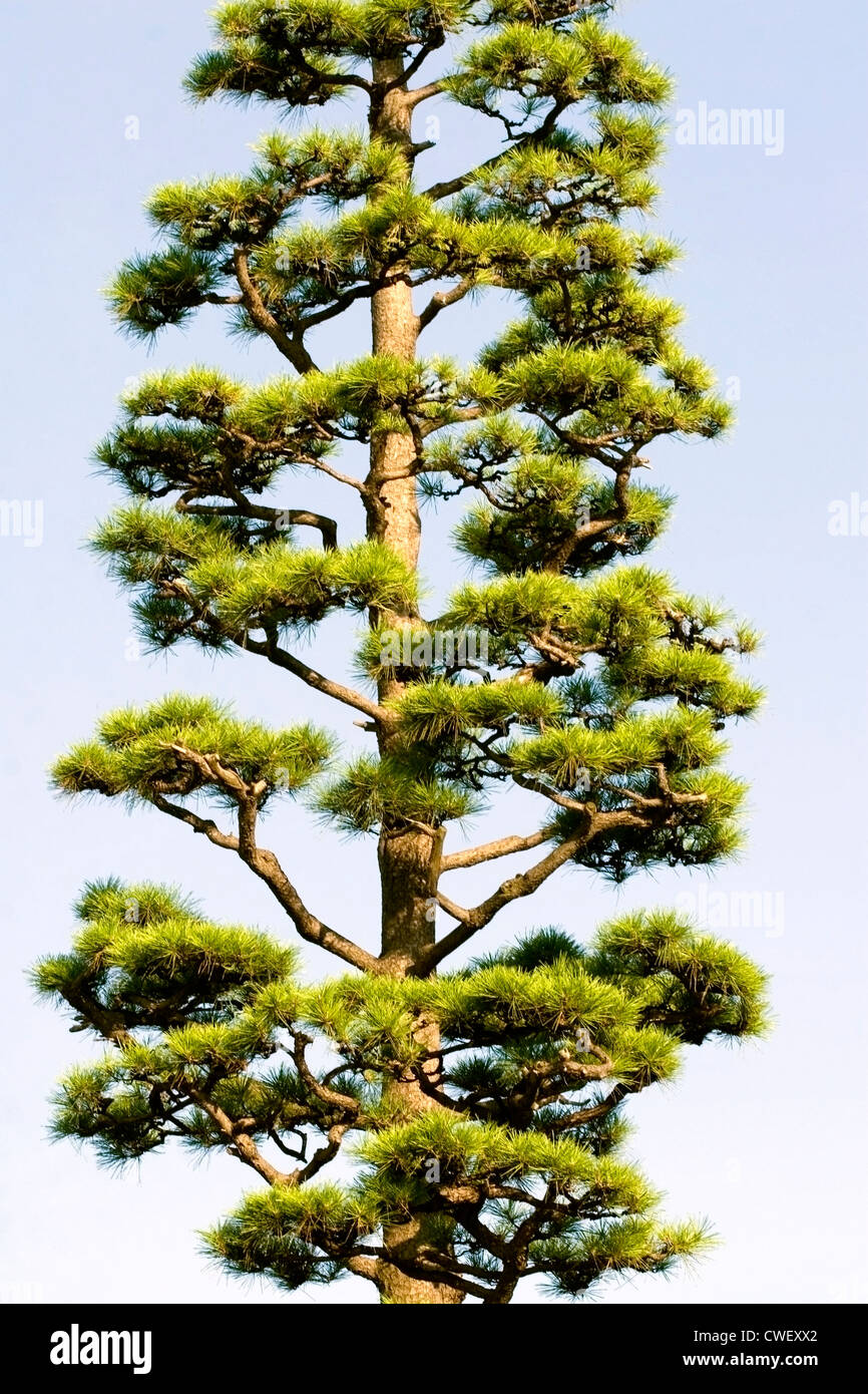 Japanese tree Fotos und Bildmaterial in hoher Auflösung Alamy