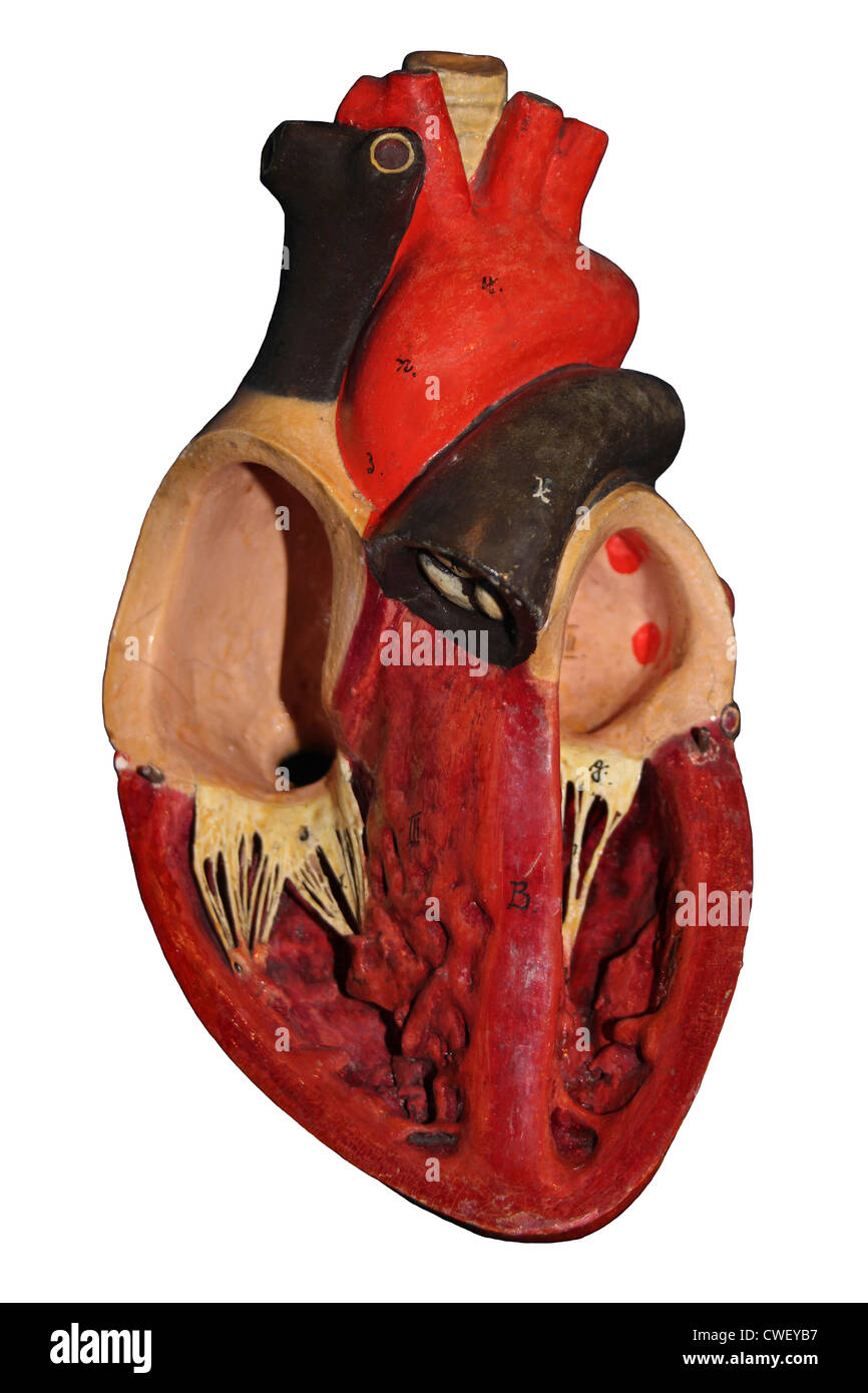 Modell zeigt Blutgefäße innerhalb des Herzens Stockfoto