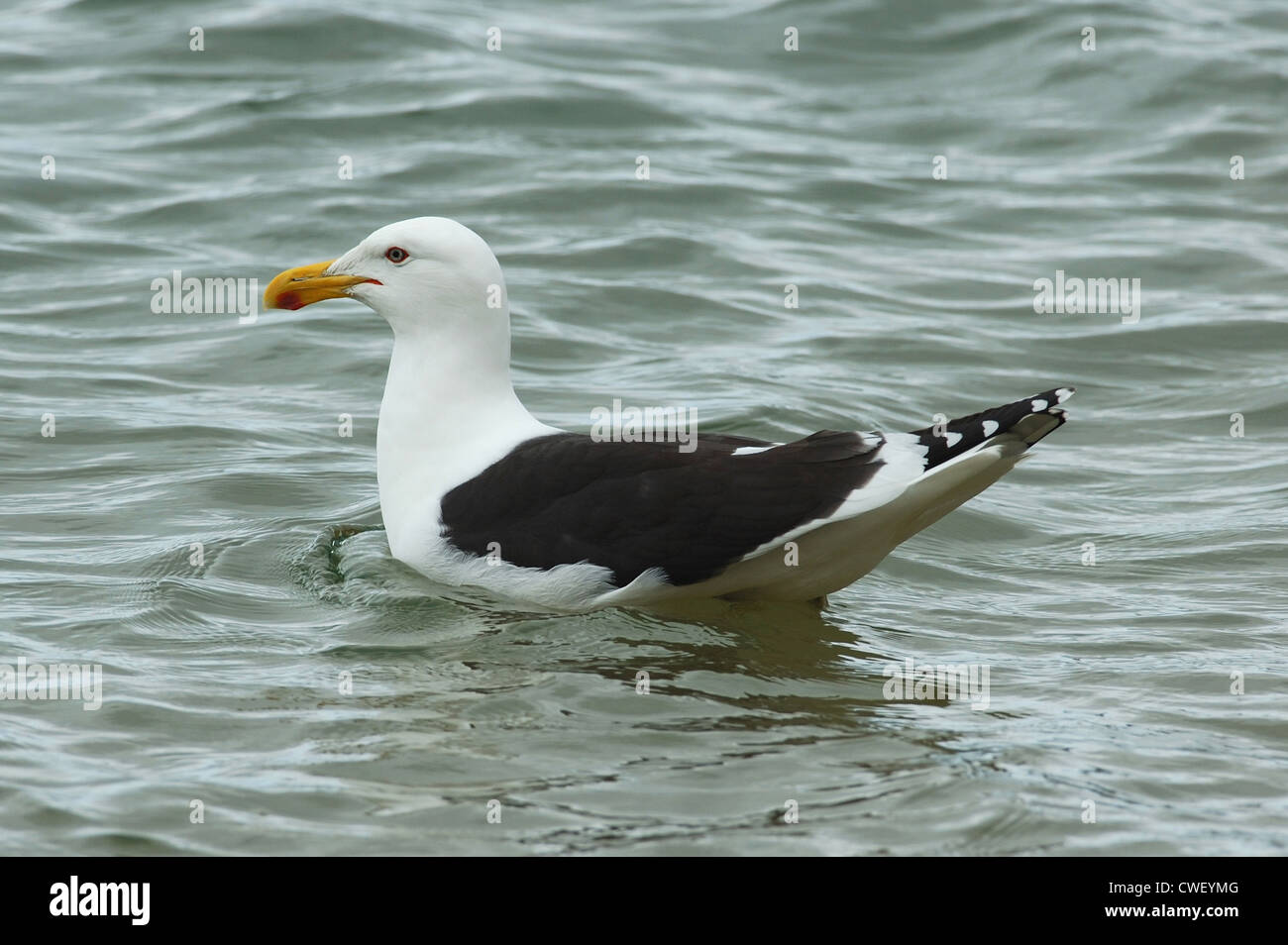 Kelp Gull auch bekannt als Black-backed Gull (Larus Dominicanus) auf Stewart Island, Neuseeland Stockfoto