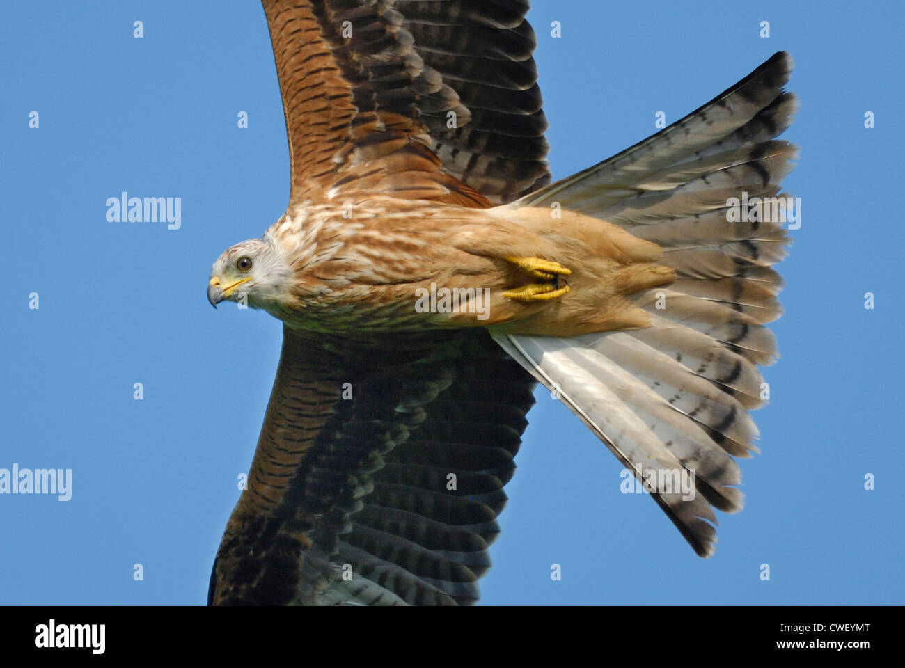 Rotmilan (Milvus Milvus) fliegen über den Brecon Beacons Stockfoto