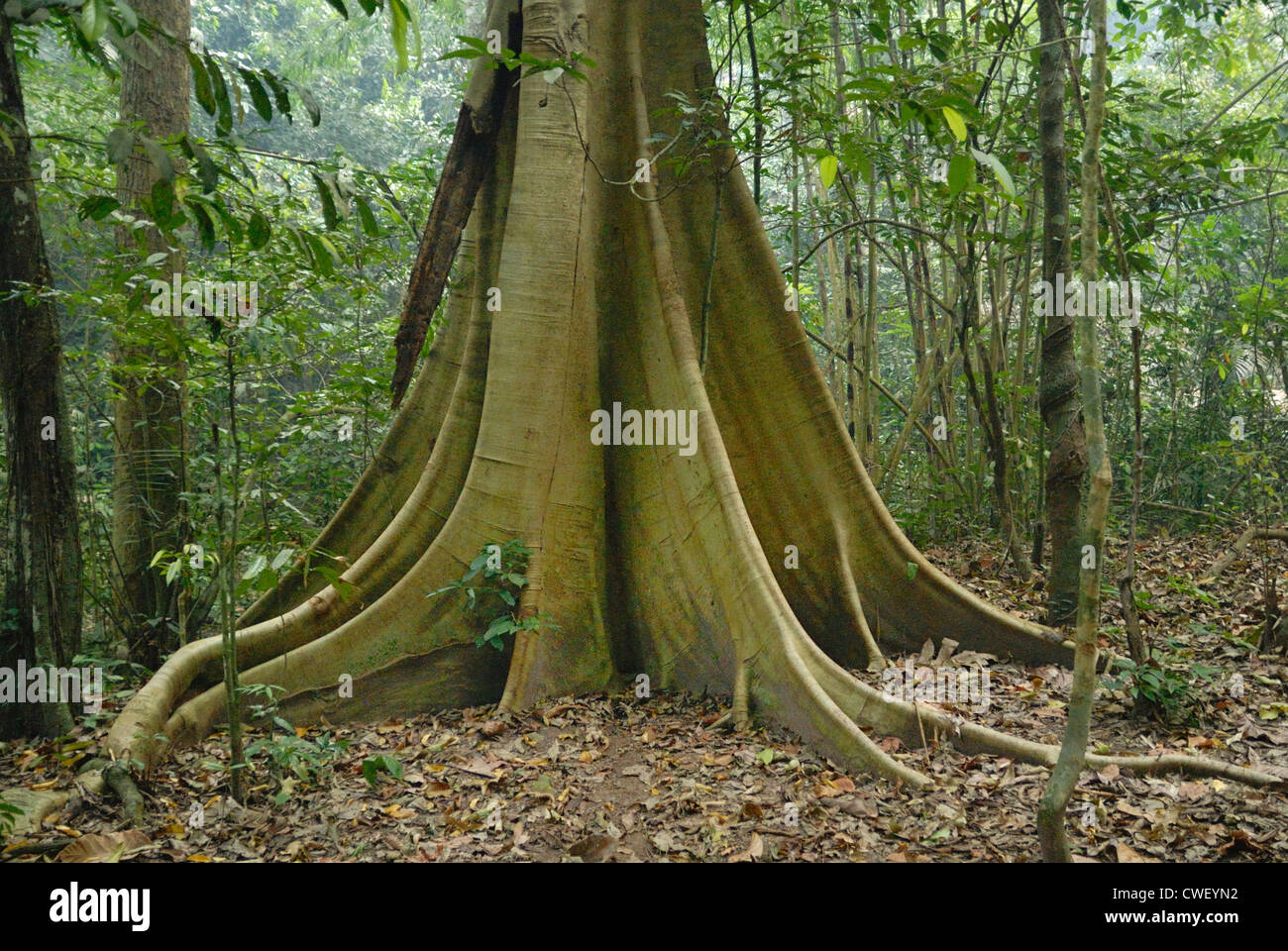 Strebepfeiler Wurzeln auf einem Dipterocarp Regenwald Baum Stockfoto