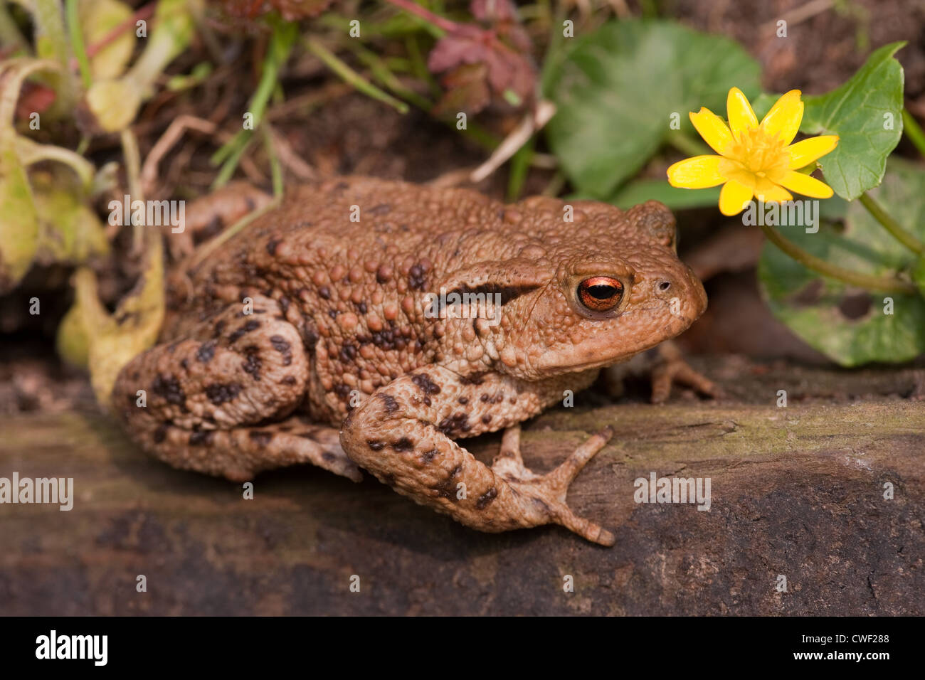 Gemeinsamen Kröte (Bufo Bufo) und kleinen Schöllkraut (Ranunculus Ficaria). Frühling. Stockfoto