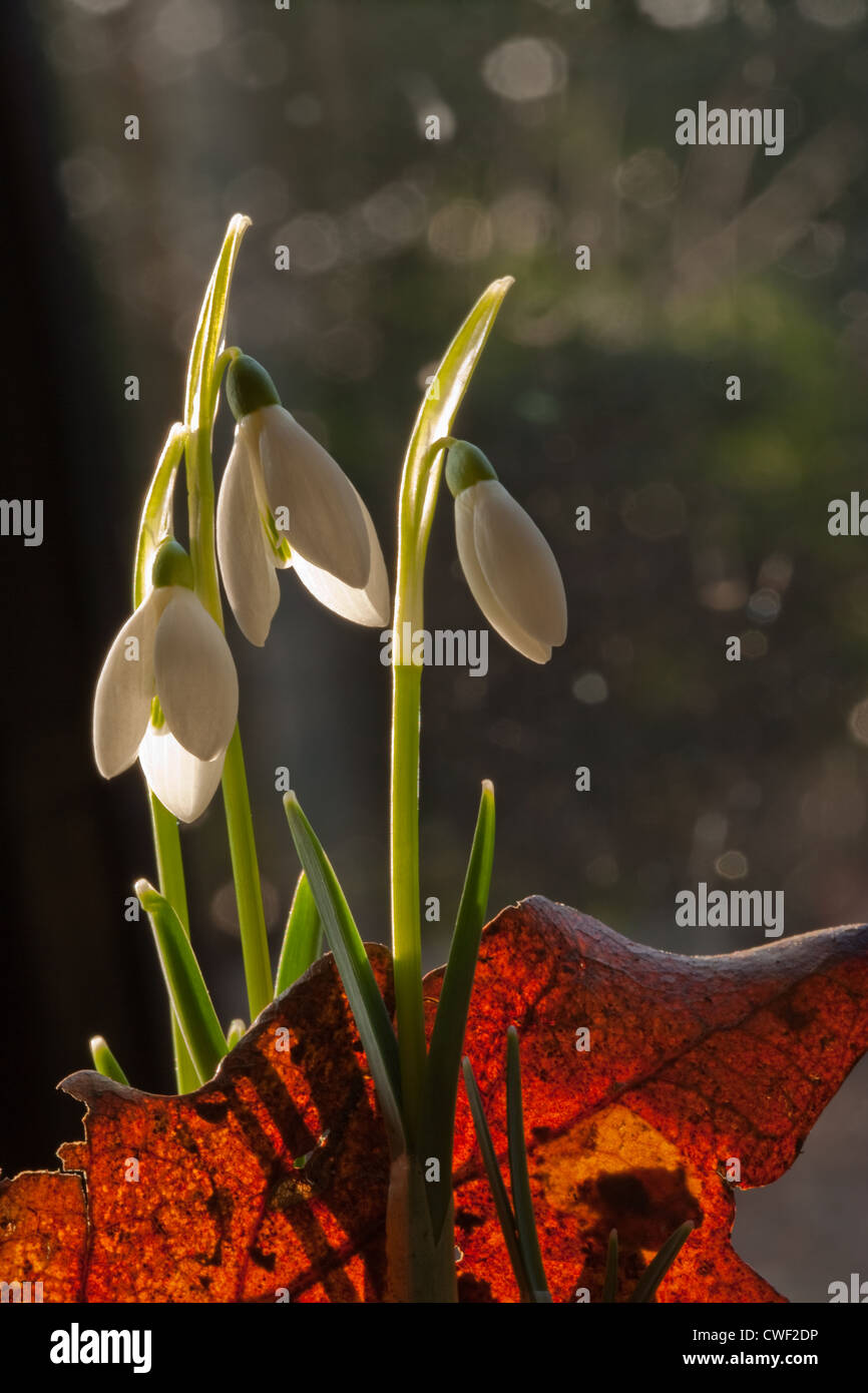 Schneeglöckchen (Galanthus Nivalis). Blüten und Blätter, wächst durch totes Blatt vom Waldboden. Februar. Norfolk. Stockfoto