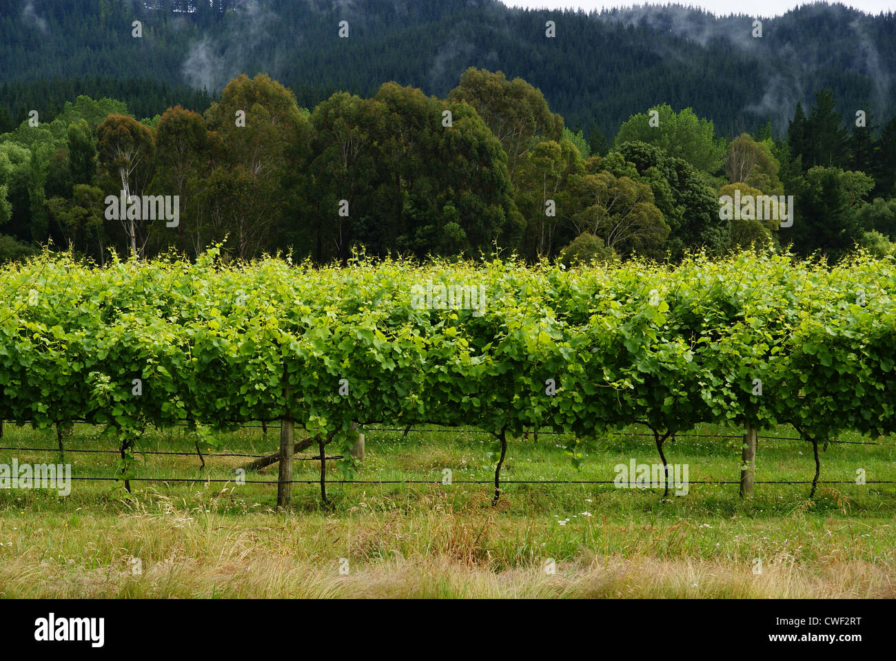 Ein Weinberg in der Hawkes Bay Neuseeland Stockfoto