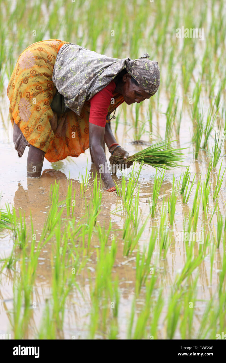 Ländlichen indische Frau arbeitet in einem Reisfeld Andhra Pradesh in Indien Stockfoto