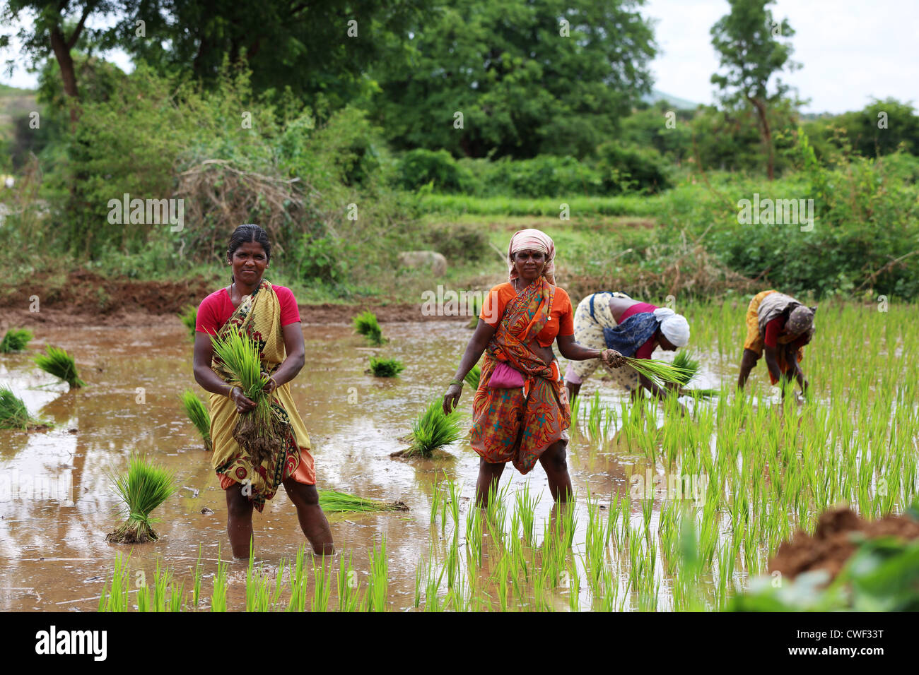 Ländlichen indische Frau arbeitet in einem Reisfeld Andhra Pradesh in Indien Stockfoto