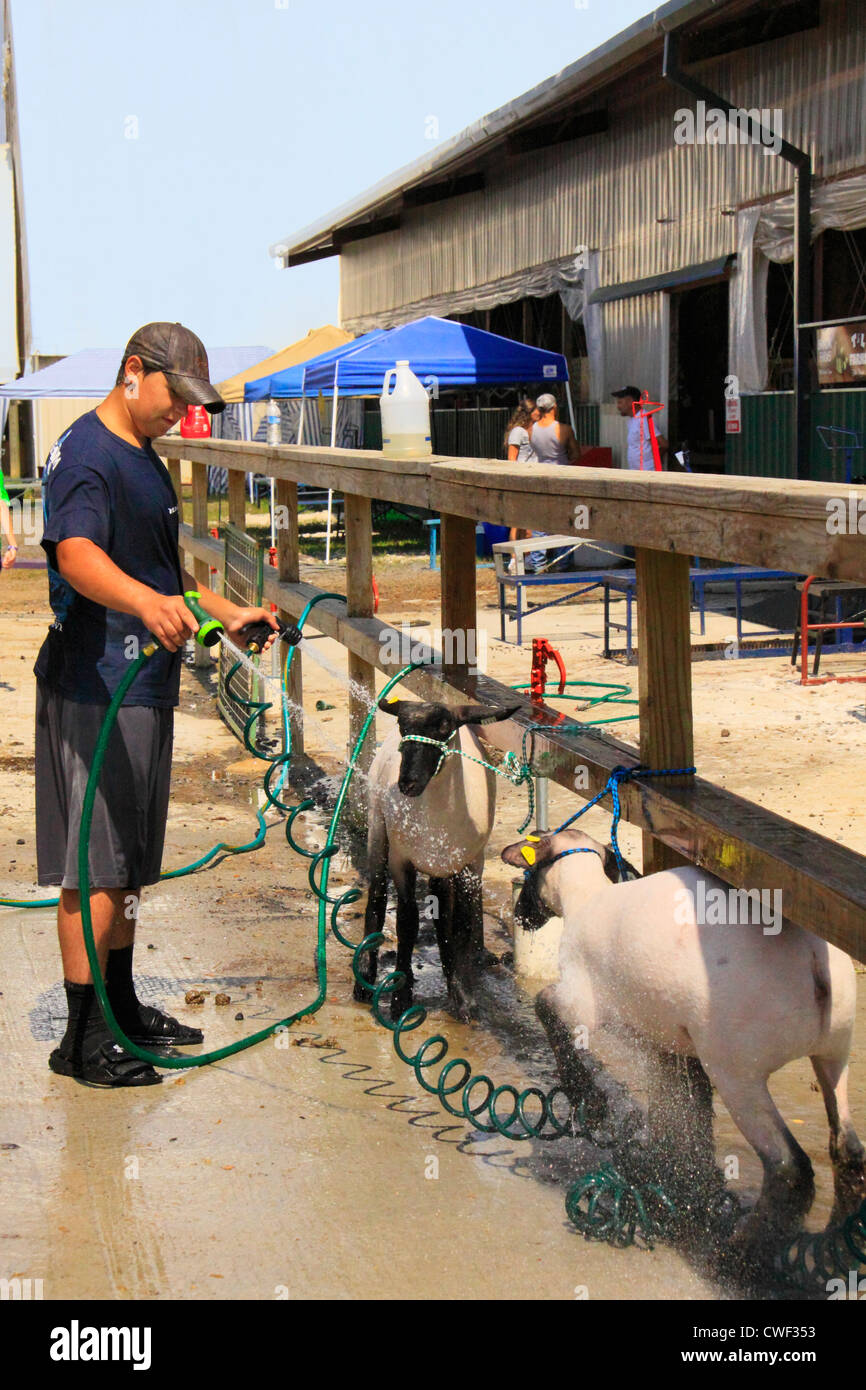 Waschen, Schafe, Rockingham County Fair, Harrisonburg, Shenandoah Valley, Virginia, USA Stockfoto