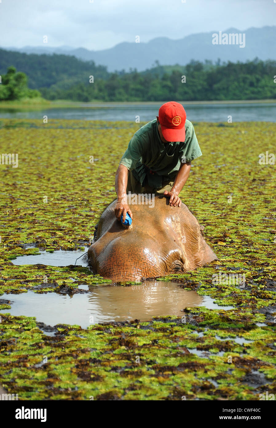 Badezeit Mahout Elefanten schrubbt Kopf des Tieres in Nam Tien See, Sayaboury, Laos. Stockfoto