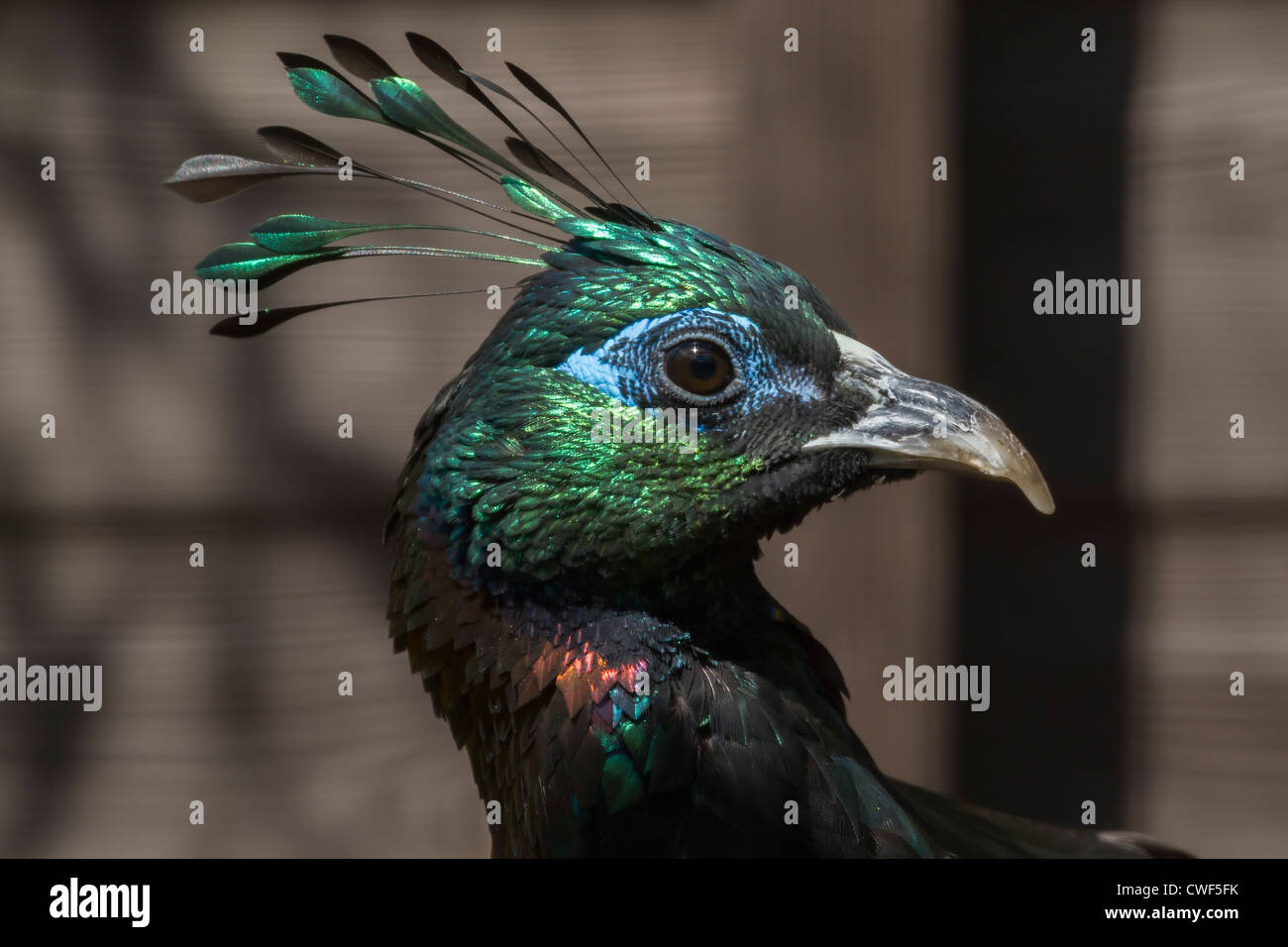 Eine wunderschöne Himalayan Monal Vogel Kopf Nahaufnahme Stockfoto