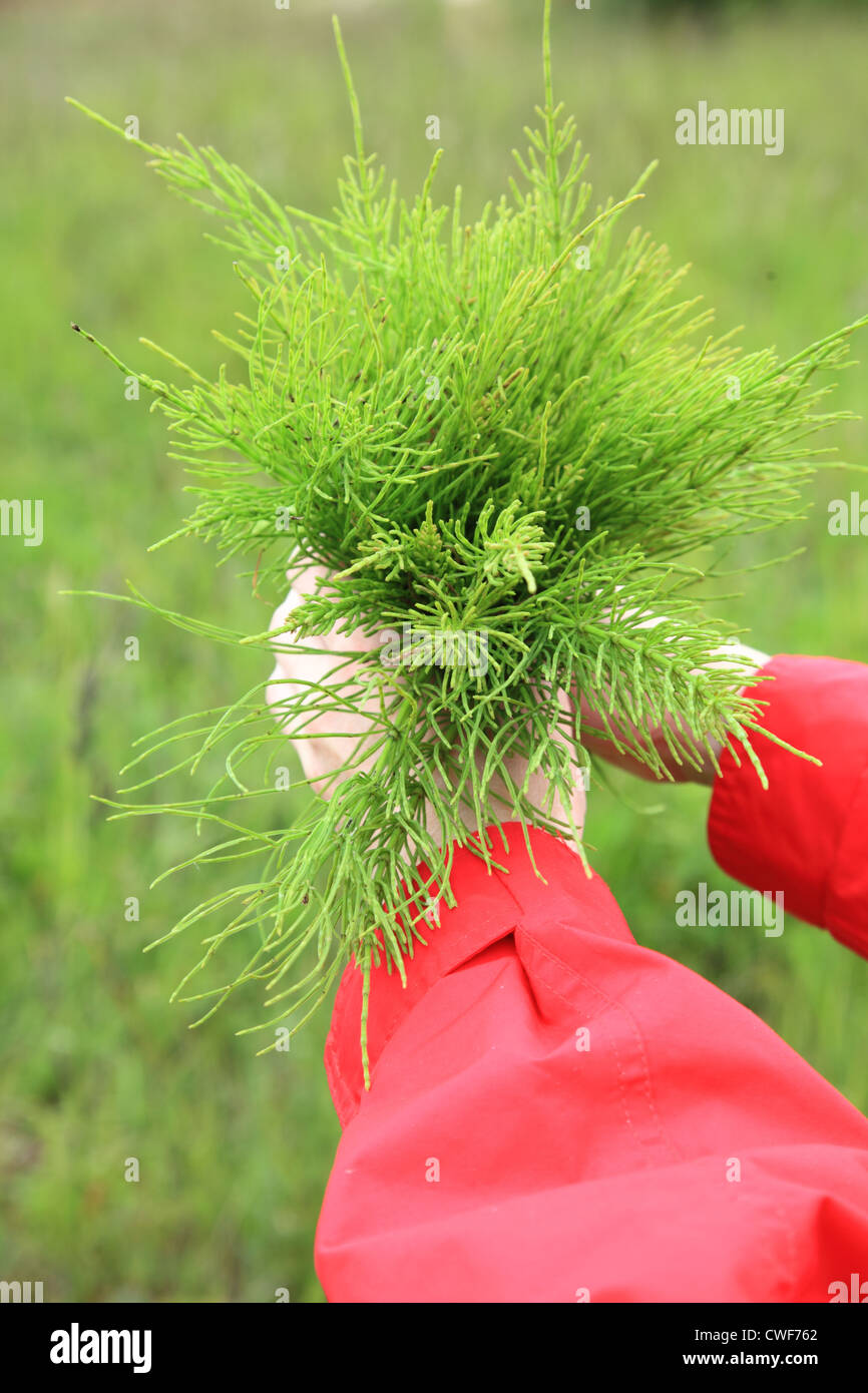 Großen Blumenstrauß aus dem Bereich medizinische Schachtelhalm Outdoor-Charakter Stockfoto