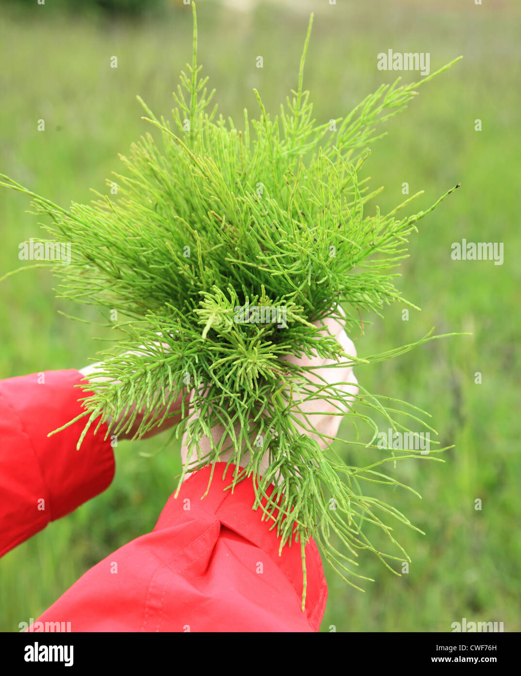 Großen Blumenstrauß aus dem Bereich medizinische Schachtelhalm Outdoor-Charakter Stockfoto
