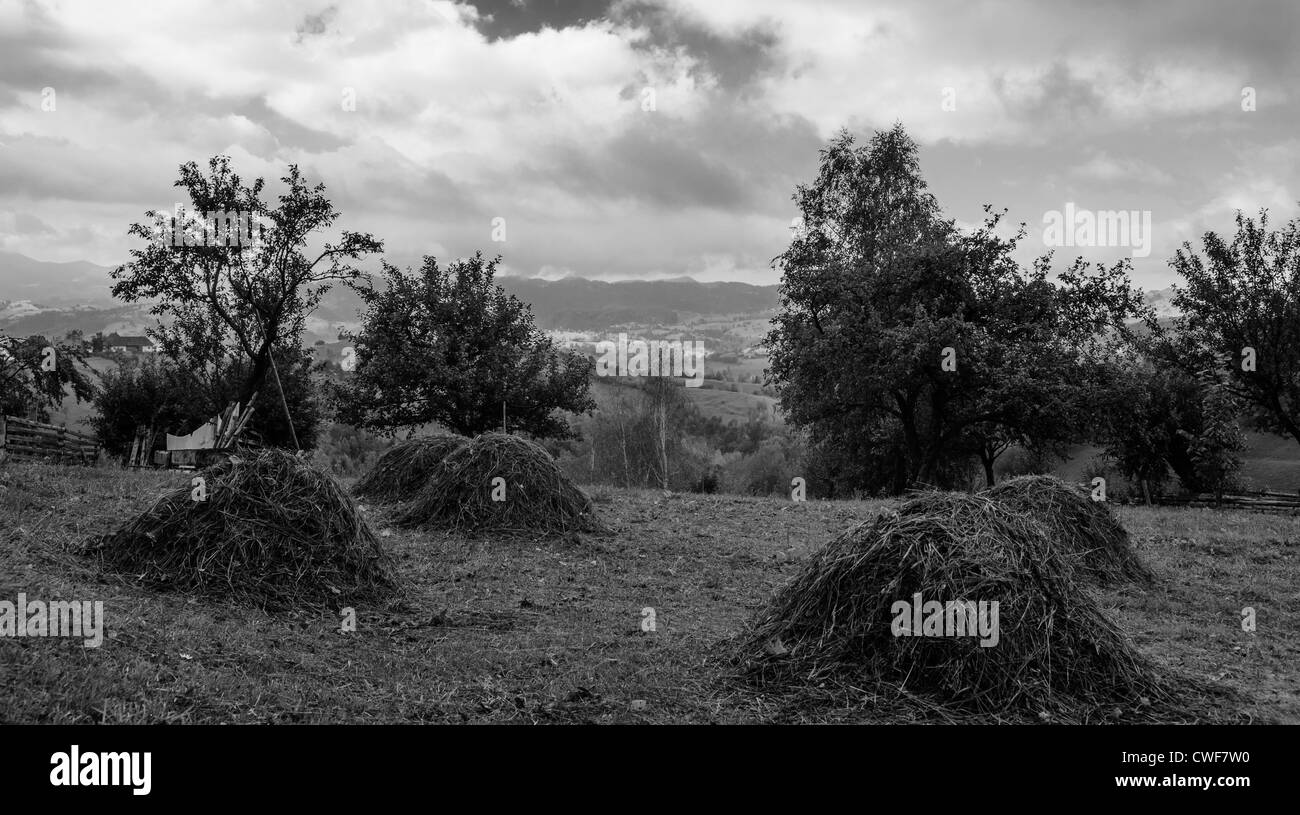 vor kurzem Schnitt Heu in Piatra Craiului Nationalpark, Brasov, Siebenbürgen, Rumänien Stockfoto