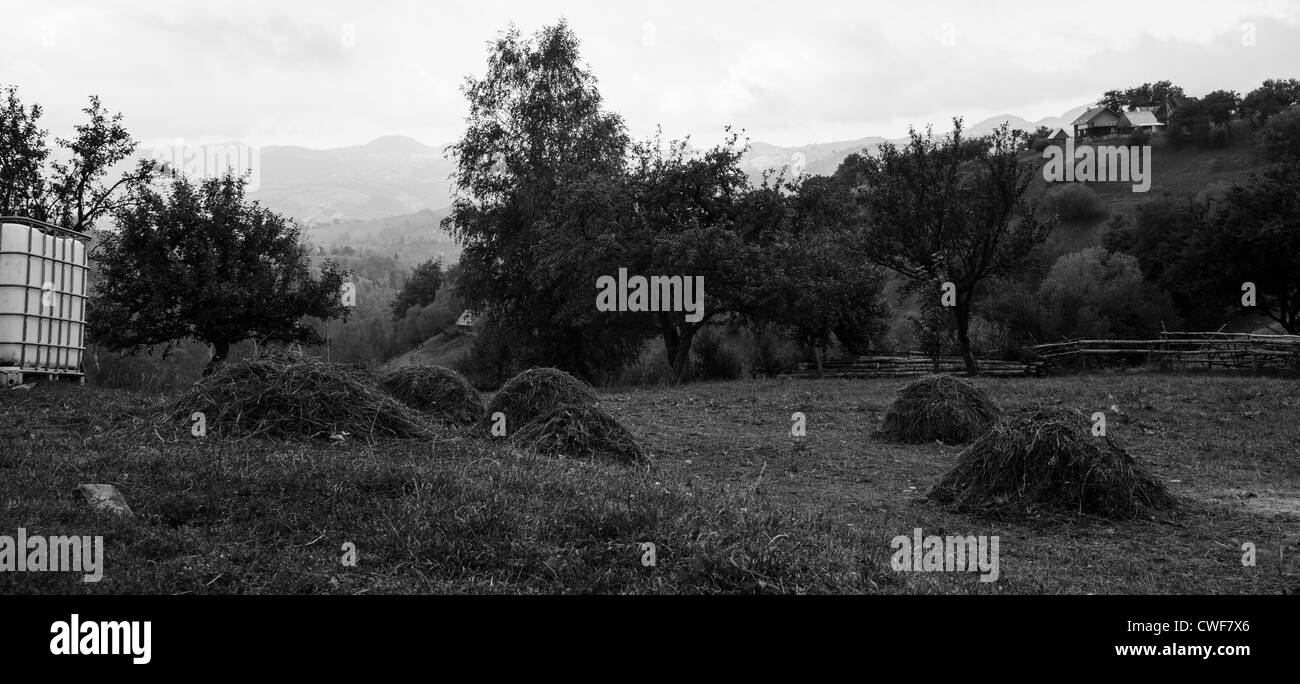vor kurzem Schnitt Heu in Piatra Craiului Nationalpark, Brasov, Siebenbürgen, Rumänien Stockfoto