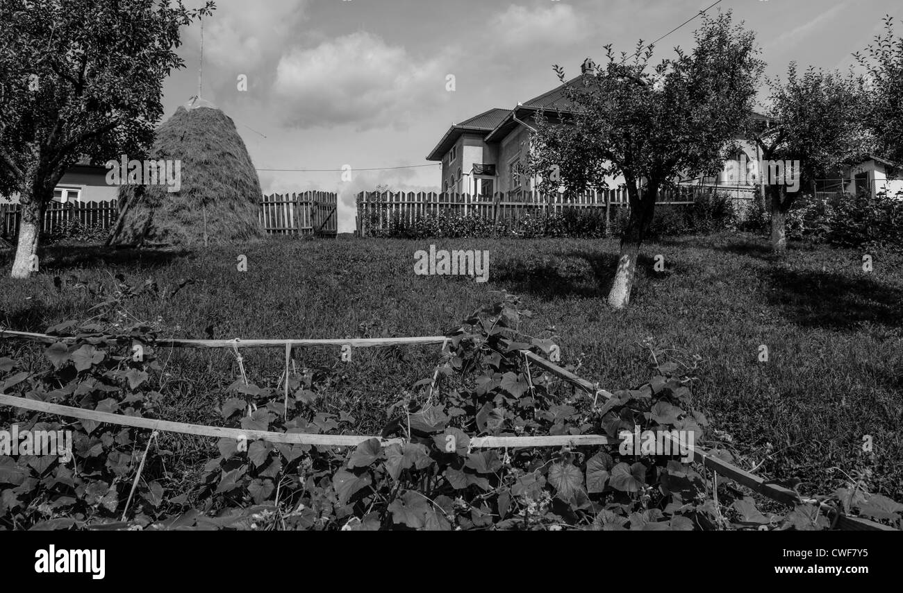 traditionellen Agrarlandschaft und Praxis in Piatra Craiului Nationalpark, Brasov, Siebenbürgen, Rumänien Stockfoto
