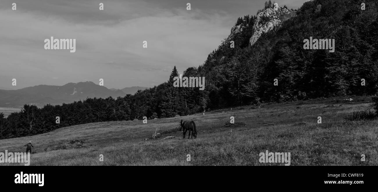 traditionellen Agrarlandschaft und Praxis in Piatra Craiului Nationalpark, Brasov, Siebenbürgen, Rumänien Stockfoto