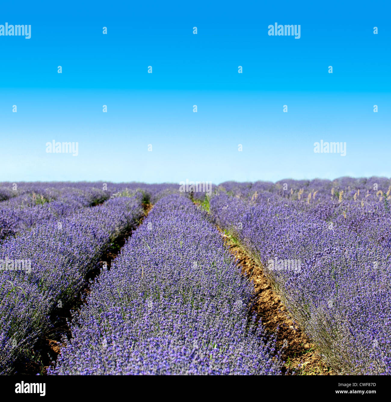 Endlose Reihen von duftenden Blumen auf die Lavendelfelder der Veliki Preslav Region in Bulgarien Stockfoto