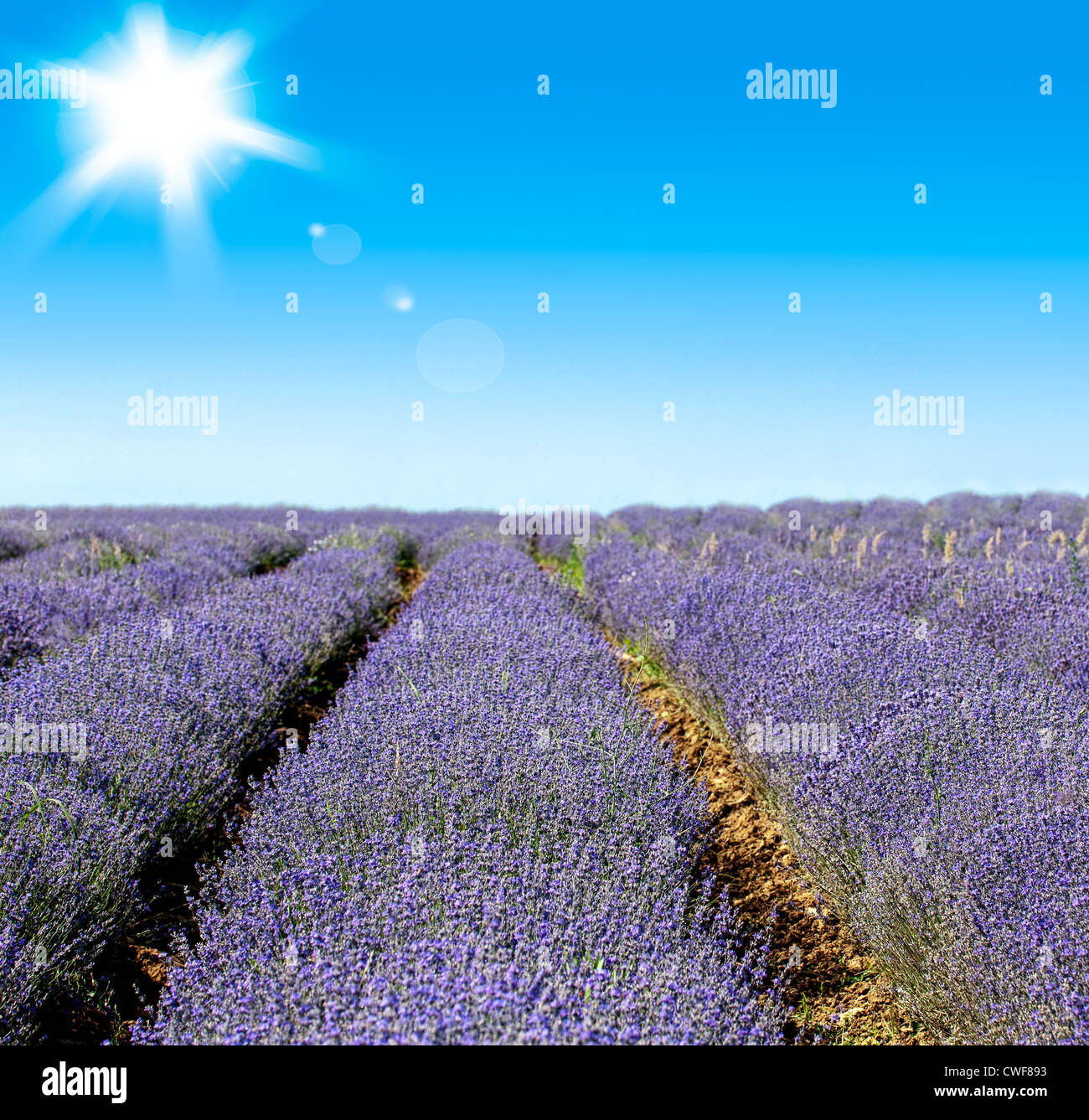 Endlose Reihen von duftenden Blumen auf die Lavendelfelder der Veliki Preslav Region in Bulgarien Stockfoto
